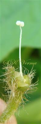  Pistil with 2 globose stigmas